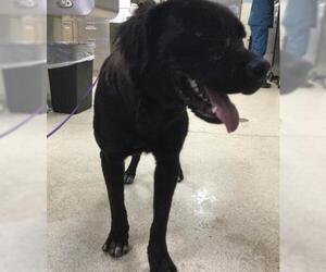 Mutt Dogs for adoption in Riverside, CA, USA