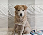 Small Retriever  Mix