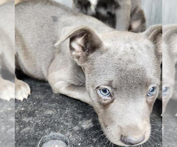 Medium Photo #1 American Staffordshire Terrier-Unknown Mix Puppy For Sale in San Antonio, TX, USA