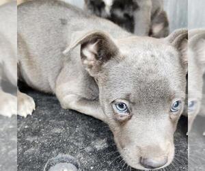 American Staffordshire Terrier-Unknown Mix Dogs for adoption in San Antonio, TX, USA