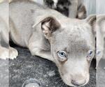 Small American Staffordshire Terrier Mix