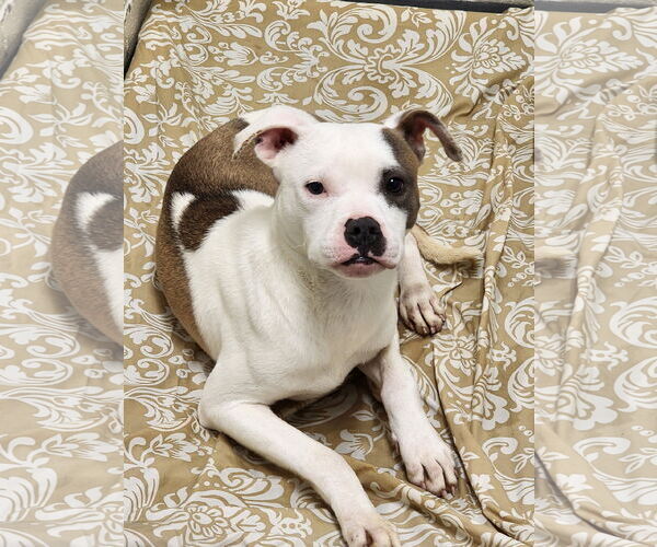 Medium Photo #2 Mutt Puppy For Sale in Hilton Head, SC, USA