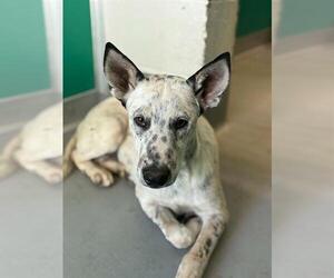 Texas Heeler-Unknown Mix Dogs for adoption in Visalia, CA, USA