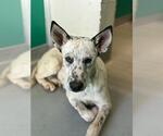 Small Texas Heeler Mix