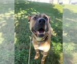 Small Photo #2 Mastiff-Unknown Mix Puppy For Sale in Forestville, MD, USA