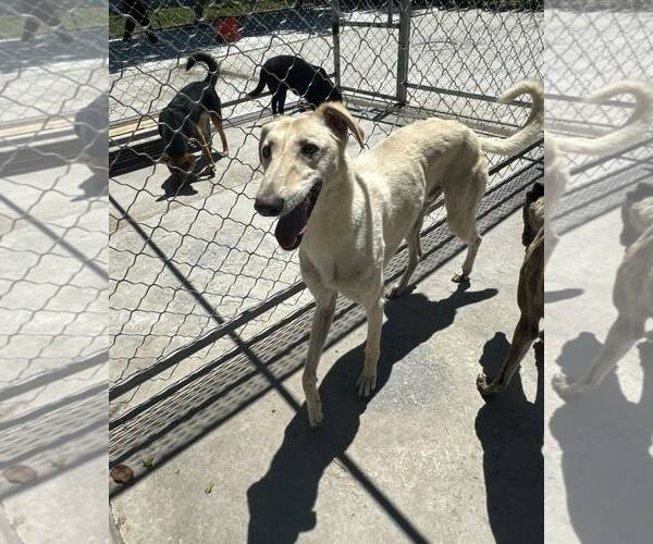 Medium Photo #3 Greyhound Puppy For Sale in Cherry Hill, NJ, USA