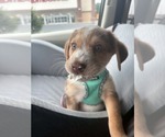 Small #5 Australian Shepherd