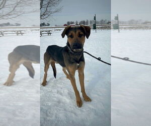 Jupiter - Male Rottweiler-Siberian Husky Mix Dog for Adoption - Photo #4
