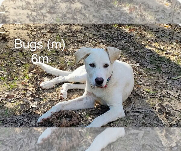 Medium Photo #1 Mutt Puppy For Sale in Farmerville, LA, USA