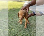 Small Photo #11 Vizsla Puppy For Sale in BAKERSFIELD, CA, USA