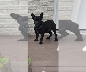 French Bulldog Puppy for sale in INDIANAPOLIS, IN, USA