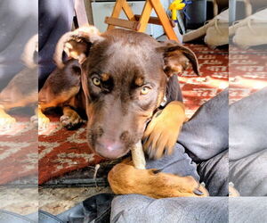 Doberman Pinscher-Unknown Mix Dogs for adoption in Cottage Grove, MN, USA