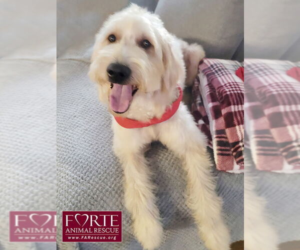 Medium Photo #1 Goldendoodle Puppy For Sale in Marina del Rey, CA, USA