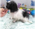 Small #6 Chiweenie-Poodle (Toy) Mix