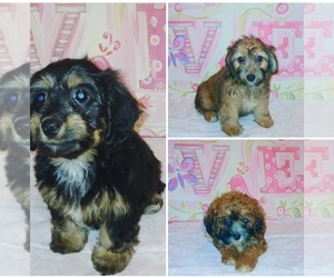 Doxiepoo (Miniature) Puppy for sale in BURLINGTON, MA, USA