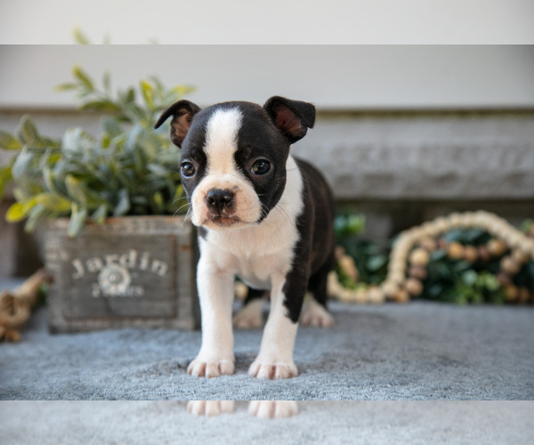 Medium Photo #10 Boston Terrier Puppy For Sale in NAPPANEE, IN, USA