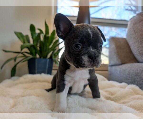 Medium Photo #3 Faux Frenchbo Bulldog Puppy For Sale in LAS CRUCES, NM, USA