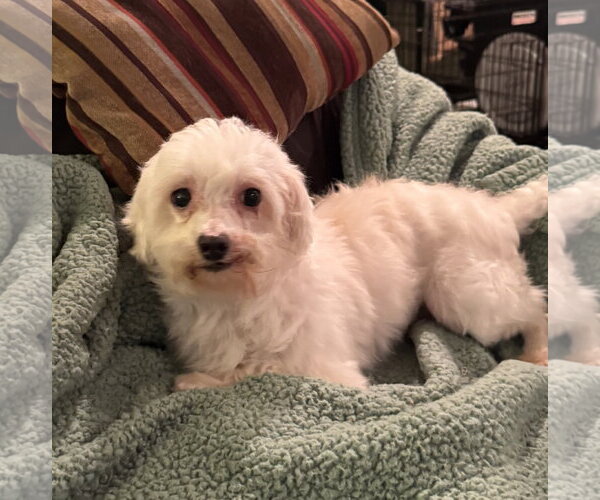 Medium Photo #3 Maltese Puppy For Sale in Pottstown, PA, USA