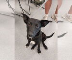 Small #5 Border Collie Mix