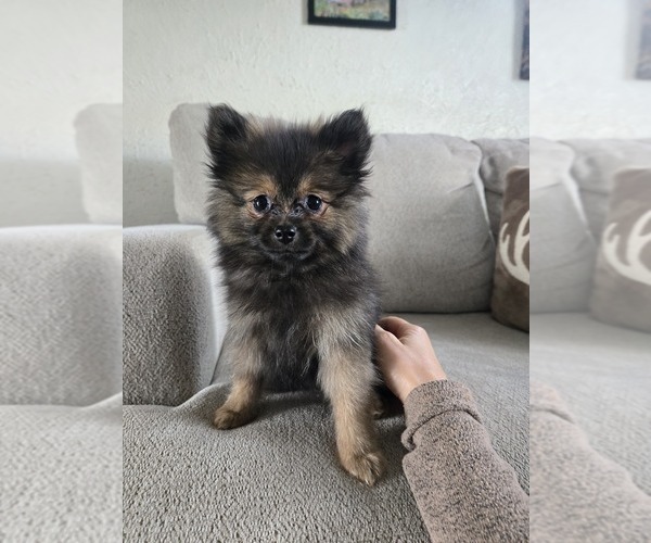 Medium Photo #20 Pomeranian Puppy For Sale in BRONSON, MI, USA