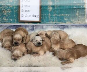 Father of the English Cream Golden Retriever puppies born on 08/26/2020