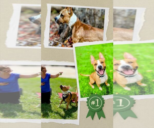 Medium Photo #6 Mutt Puppy For Sale in columbia, SC, USA