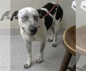 Catahoula Leopard Dog-Unknown Mix Dogs for adoption in Pasadena, TX, USA
