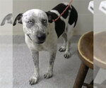 Small Catahoula Leopard Dog Mix