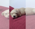 Small Photo #7 Golden Retriever Puppy For Sale in MODESTO, CA, USA