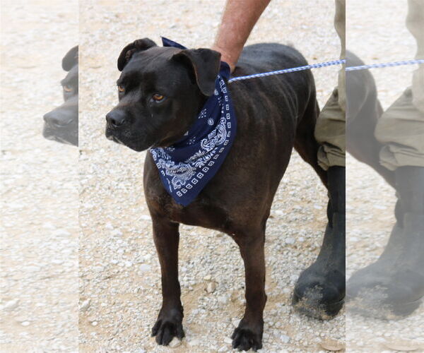 Medium Photo #1 Mutt Puppy For Sale in Bandera, TX, USA