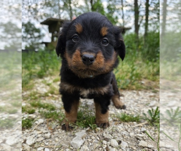 Medium Photo #1 English Shepherd Puppy For Sale in UPTON, KY, USA