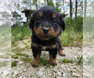 English Shepherd Puppy for Sale in UPTON, Kentucky USA