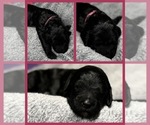 Puppy Glory Goldendoodle