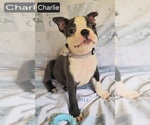 Small #6 Boston Terrier