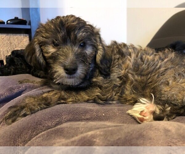 Medium Photo #10 YorkiePoo Puppy For Sale in AMERICAN FORK, UT, USA