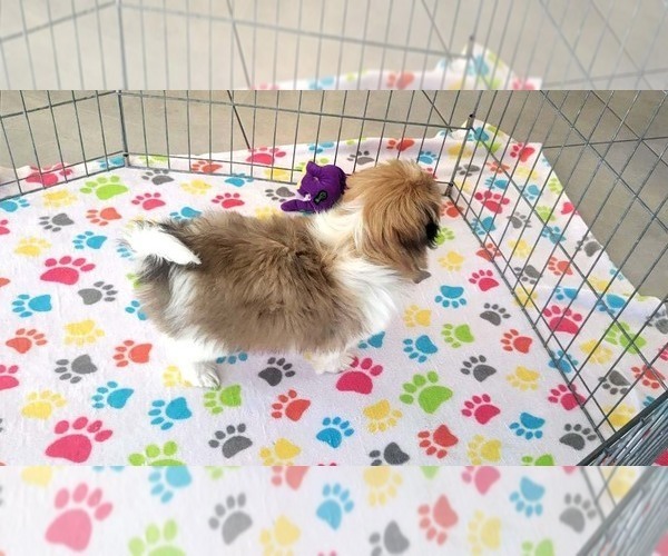 Medium Photo #8 Japanese Chin Puppy For Sale in ORO VALLEY, AZ, USA