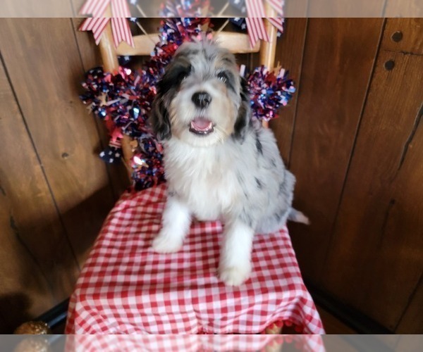 Medium Photo #4 Bernedoodle (Miniature) Puppy For Sale in BLACK FOREST, CO, USA