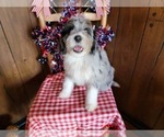 Small Photo #4 Bernedoodle (Miniature) Puppy For Sale in BLACK FOREST, CO, USA