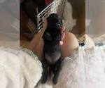 Small #2 Schnauzer (Miniature)