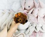 Small #4 Poodle (Toy)