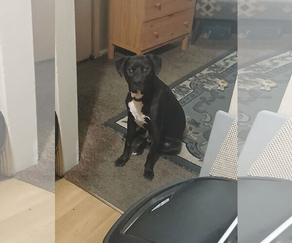 Medium Photo #1 American Pit Bull Terrier Puppy For Sale in Woodland, CA, USA