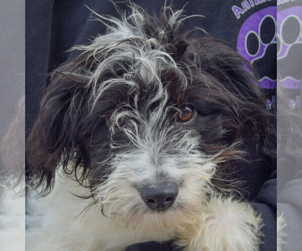 Medium Photo #5 Aussiedoodle Puppy For Sale in Huntley, IL, USA