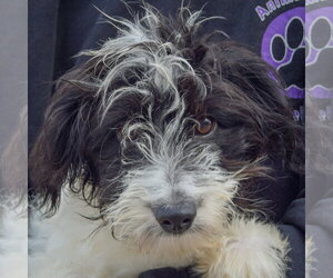 Anna Bella - Female Aussiedoodle Dog for Adoption - Photo #5