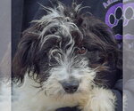 Small Photo #5 Aussiedoodle Puppy For Sale in Huntley, IL, USA