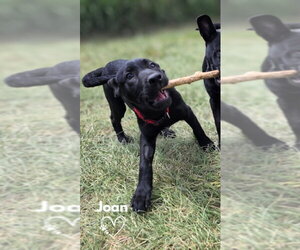 American Pit Bull Terrier-German Shepherd Dog Mix Dogs for adoption in Monte Vista, CO, USA