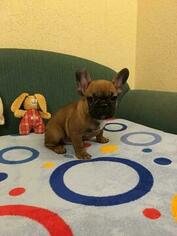 French Bulldog Puppy for sale in MILWAUKEE, WI, USA