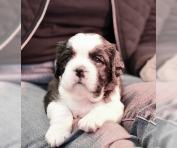 Medium Photo #1 Boston Terrier-Cavalier King Charles Spaniel Mix Puppy For Sale in SMITHFIELD, VA, USA