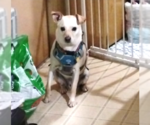 Small #2 Australian Kelpie-Labrador Retriever Mix