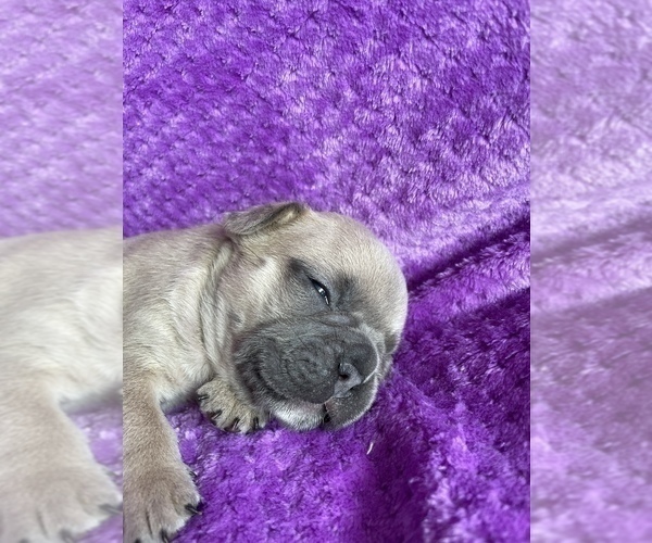Medium Photo #5 French Bulldog Puppy For Sale in PUEBLO, CO, USA