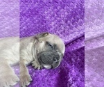 Small Photo #5 French Bulldog Puppy For Sale in PUEBLO, CO, USA